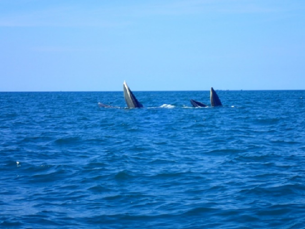 Cá voi xuất hiện tại vùng biển Tuy Phong, Bình Thuận 