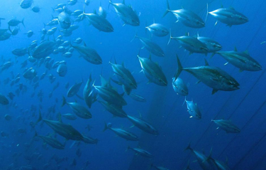 84% trữ lượng cá ngừ giữ ở mức phong phú